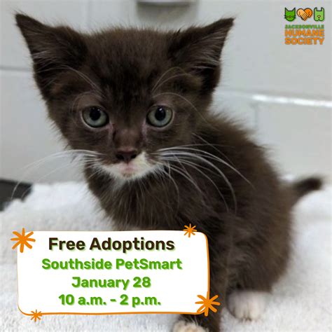 geo kittentm|cats for adoption near me.